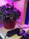 20 watt multi plantelyslampe med klipsfeste! thumbnail